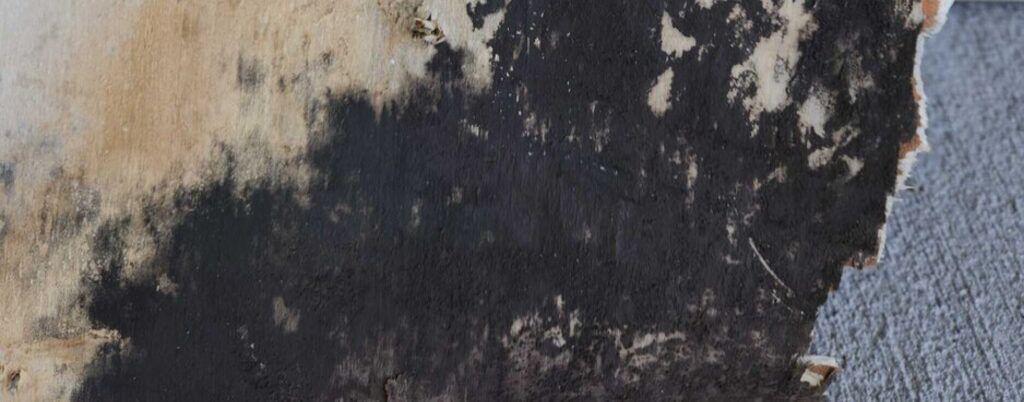 mold