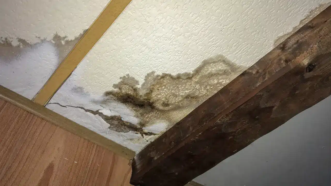 Brown water stain and dark mold growth spreading across a textured ceiling